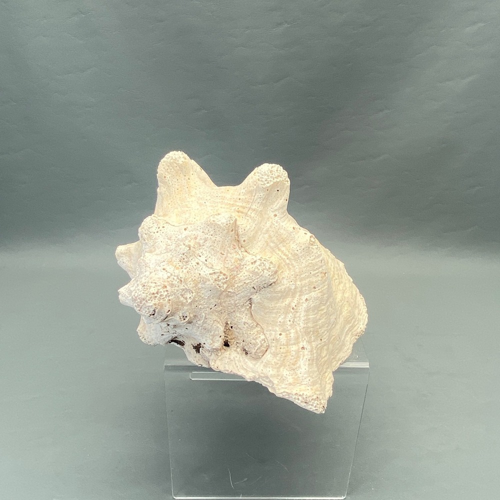 Large Vintage Queen Conch Shell Pink Mouth Ocean Beach Nautical‎ Decor 8
